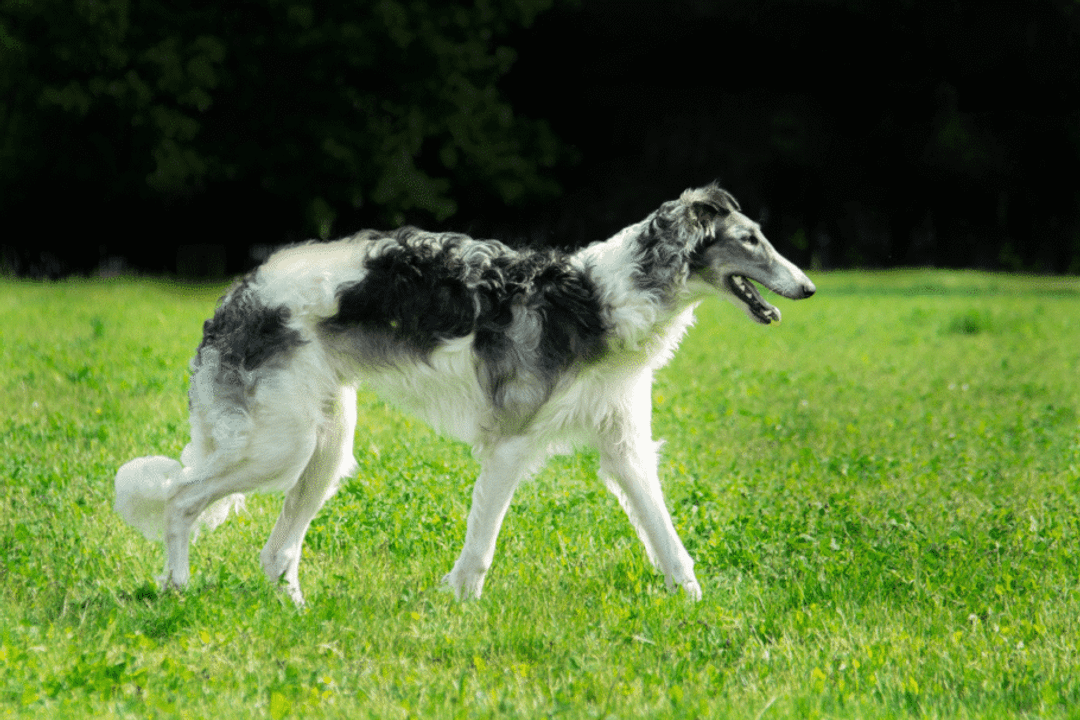 Originário da Rússia, o borzoi possui estrutura esguia e pelagem volumosa (Imagem: BarboraChr | Shutterstock)