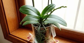 Orquídea: 5 benefícios de ter essa planta em casa e como fazer ela voltar a florescer depois que as flores caem
