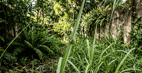 Se você possui cachorros em casa, mantenha eles longe dessas plantas, elas são um imã de carrapatos