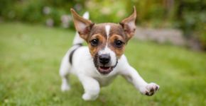 Entenda a linguagem corporal de seus cães