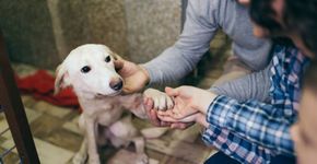 Saiba qual perfil de cachorro é mais indicado para a sua rotina