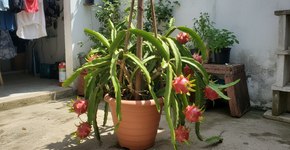 A fruta que parece uma escama de dragão e é rosa choque por dentro