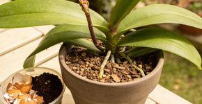 A mistura caseira que faz sua orquídea dar flor o ano inteiro