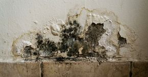 Depois de uma infiltração, esperar a parede ou o piso secar sozinho por vários dias pode favorecer o mofo: nos Estados Unidos, a orientação é secar materiais molhados em até 24 a 48 horas
