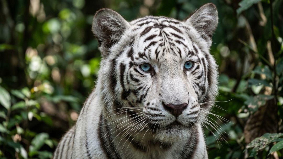 A chegada do jovem felino ao zoológico fortalece a educação conservacionista e desperta a expectativa dos visitantes.