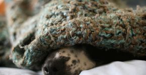 Veja como manter seu animal quentinho no inverno