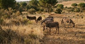 Na Espanha, 18 burros resgatados viraram um “batalhão de bombeiros” e pastam até 7 horas por dia para ajudar a prevenir incêndios antes que comecem
