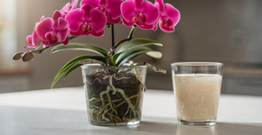As orquídeas ficarão cobertas de flores se as regarmos uma vez por mês com um ingrediente de cozinha