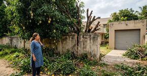 Após plantar uma mangueira a menos de dois metros do muro, mulher passa oito anos recolhendo folhas e frutas no próprio quintal, até o vizinho cortar os galhos que avançavam sobre a garagem e ela encontrar metade da copa no chão ao voltar do trabalho