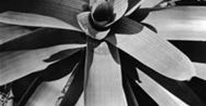 Instituto Moreira Salles abre mostra fotográfica sobre paisagismo