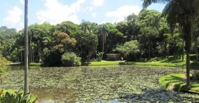 Cinco razões para você conhecer o Jardim Botânico de São Paulo