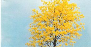 Dia da Árvore: o ipê amarelo em Rondônia que não queria ser poste