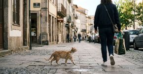 O que significa quando um gato de rua te segue pela rua?