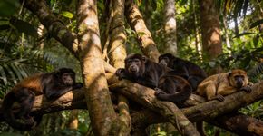 O ranking dos bichos mais barulhentos da floresta com um brasileiro no topo