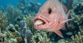 O mais estranho não é este parasita viver dentro da boca de um peixe: é o peixe continuar usando o invasor como se fosse parte do próprio corpo