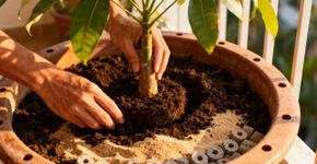 A árvore do dinheiro que você precisa plantar agora em dezembro