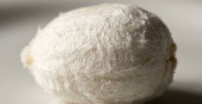 A fruta que parece um algodão doce,  é fácil de descascar e não suja a mão