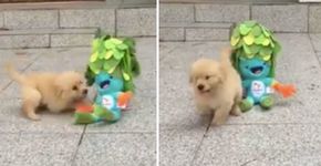 Fofura: filhotinho sem uma pata brinca com o mascote paralímpico