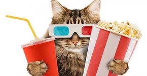Londres terá um cinema para gatos (e seus donos)