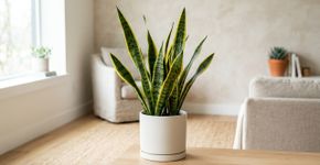 Espada-de-são-jorge: 5 vantagens de ter essa planta em casa e como estimular novos brotos