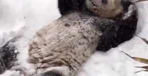 Vídeo de panda brincando na neve é a coisa mais fofa que você poderia ver