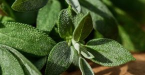Foto: (Ordasiphoto/istock)