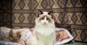 7 animais que eram considerados sagrados no Egito