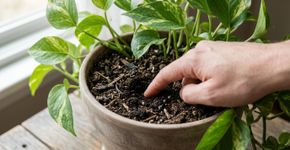 Por que algumas plantas de interior ficam com as pontas das folhas marrons mesmo recebendo água regularmente? Os fatores que podem explicar o problema