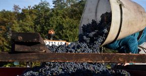 Casal brasileiro pedala em busca de bons vinhos orgânicos