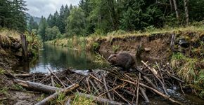 Castores reconstruíram barragens em um canal centenário no Oregon e transformaram o aterro envelhecido em um risco de segurança que engenheiros precisaram conter