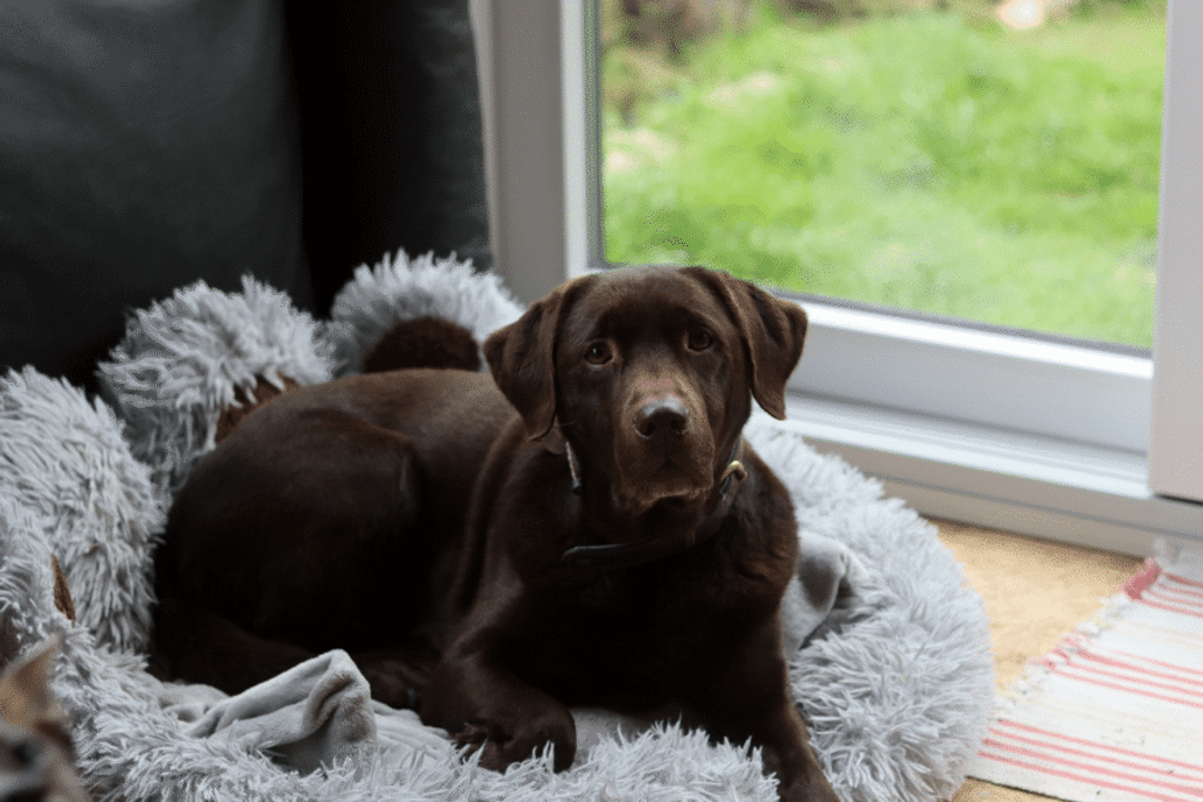 Zuma é um labrador retriever, uma raça sociável e inteligente que se destaca pela afinidade com a água (Imagem: Maya Shustov | Shutterstock)