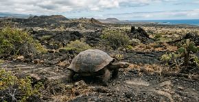 Uma tartaruga gigante, extinta há mais de um século, reapareceu viva após várias expedições fracassadas, revivendo um plano histórico para salvar a espécie, um símbolo da evolução