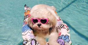 Síndrome da exaustão: cuidado com seus pet’s no verão