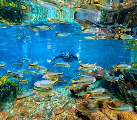 As águas cristalinas permitem observar peixes e plantas aquáticas