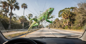 O impacto das baixas temperaturas no comportamento da fauna local na Flórida