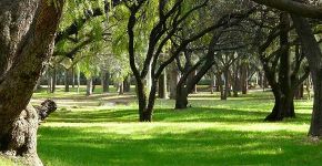 Sistema premiado controla umidificação de parques urbanos