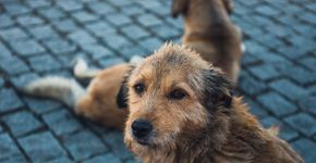 Foto: (Depositphotos/wujekspeed)