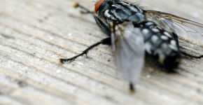 Foto: (Unsplash)