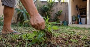 Durante anos ele arrancou o mesmo mato do jardim acreditando que fosse inútil, até um jardineiro identificar a planta e explicar por que ela continuava voltando