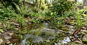 Ele cavou um “lago” de 60 cm no jardim e, em semanas, algo imprevisto ocorreu: cinco grupos de ovos de rã surgiram… e o quintal passou de um gramado inútil a um berçário de anfíbios