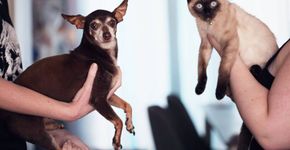 Entenda por que é tão importante castrar cachorros e gatos