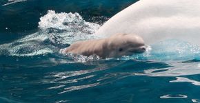 Filhote de baleia-branca morre no parque SeaWorld