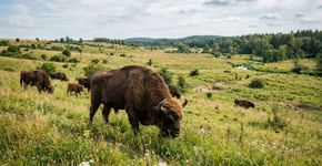 Os gigantes peludos que estão reflorestando e recuperando ecossistemas nas montanhas da Romênia