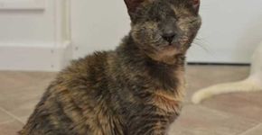 Conheça o santuário que oferece uma chance para gatos cegos