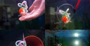Jovem cria colete e aquário adaptado para peixe deficiente