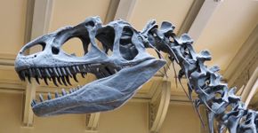 Descoberta inédita revela dinossauro com mãos maiores que os braços