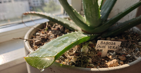 A queridinha das hortas caseiras: uma planta que cresce rápido, exige poucos cuidados e ainda pode ser usada como remédio natural