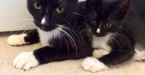 Vai adotar um gato? Descubra o perfil ideal para você