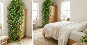 A planta perfeita segundo o Feng Shui: traz equilíbrio emocional, limpa o ar de energias pesadas e não exige sol direto.