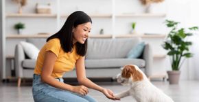 Treino para cão adulto ou idoso: veja os benefícios para a saúde do pet